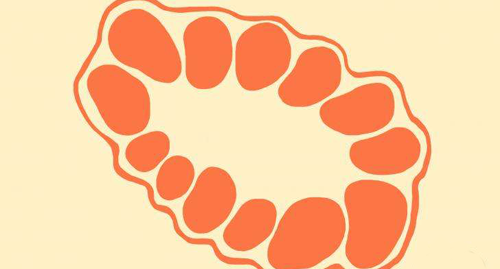 窦卵泡计数超出正常值可怀疑为多囊卵巢