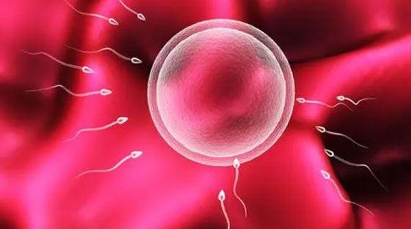 卵巢功能下降卵子存活时间越低