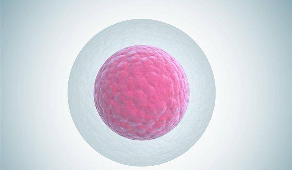 卵母细胞老化是不可逆的