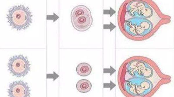 龙凤胎体内形成过程示意图