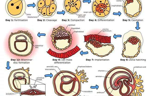5天囊胚的着床过程图片