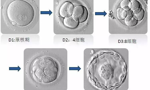 试管囊胚的发育过程图