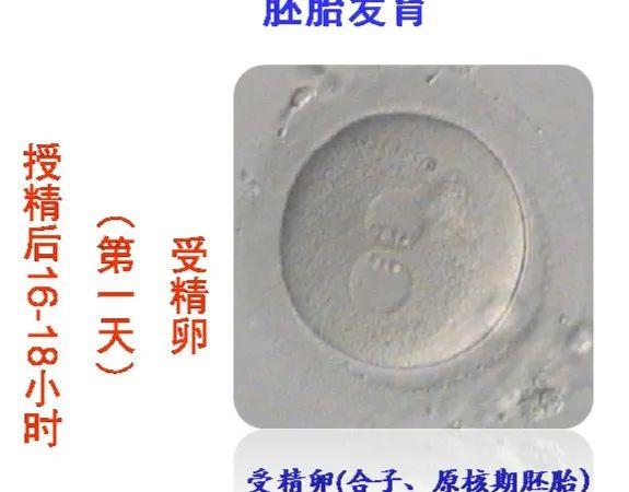 胚胎发育第一天