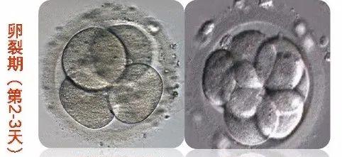 胚胎发育第2-3天