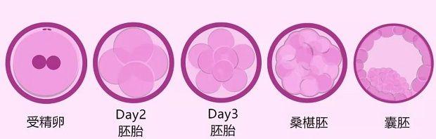 胚胎发育进程