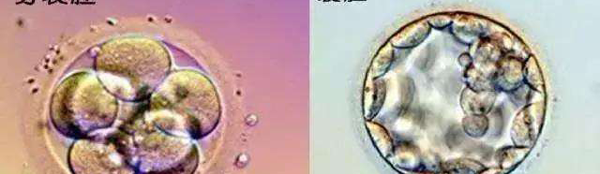 发育中的囊胚图片