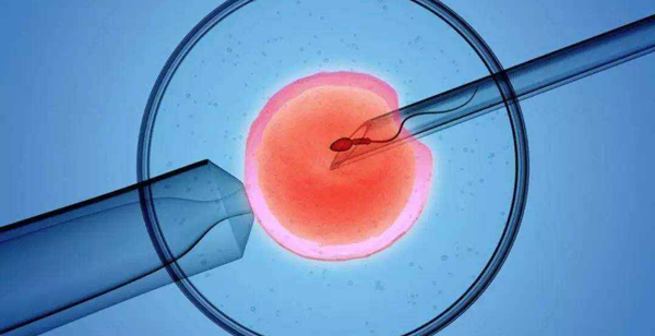 囊胚移植胎停育的概率