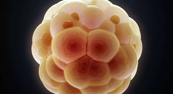 囊胚移植出现胎停育原因多来自外部