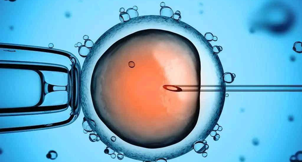 5cb的囊胚是什么质量