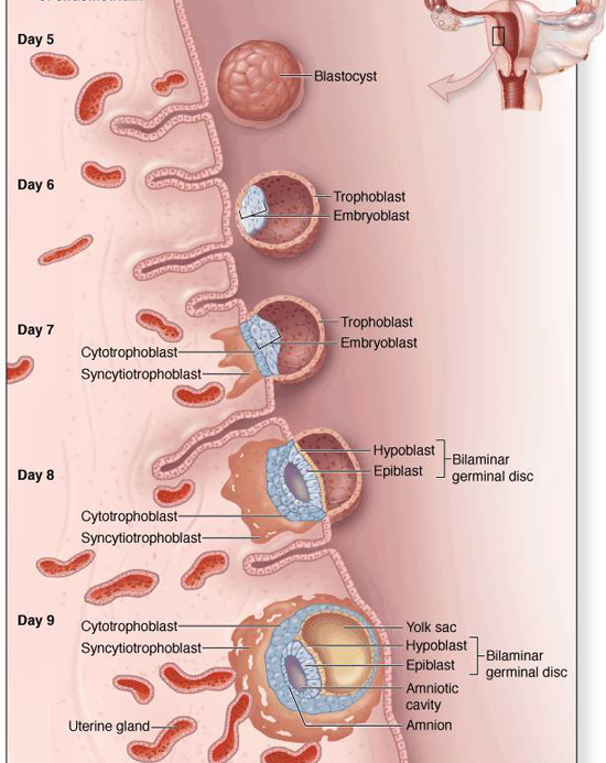 胚胎移植后的着床过程