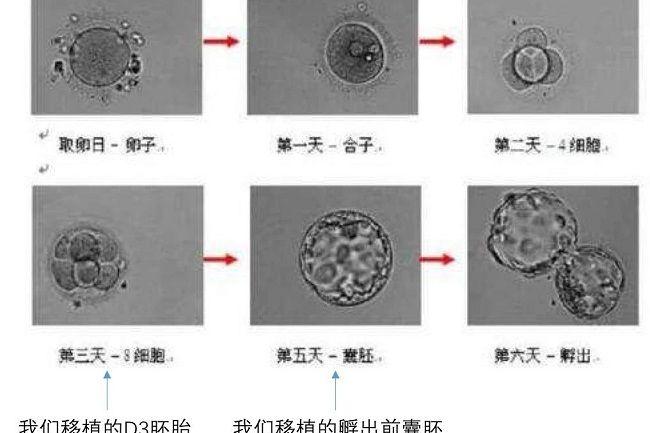 胚胎发育进程图