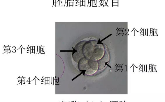 胚胎细胞数目