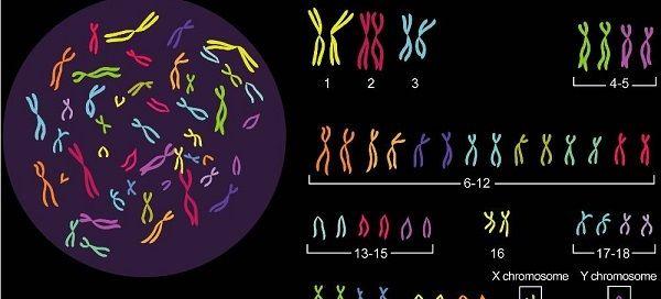 染色体异常或致胎停