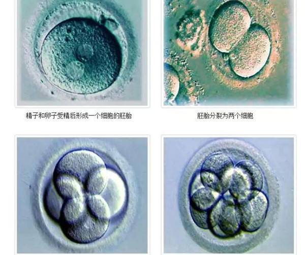 8细胞胚养囊成功率