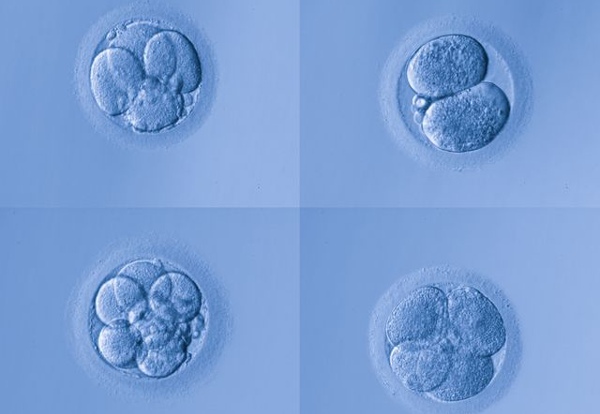 7细胞胚养囊成功率多少