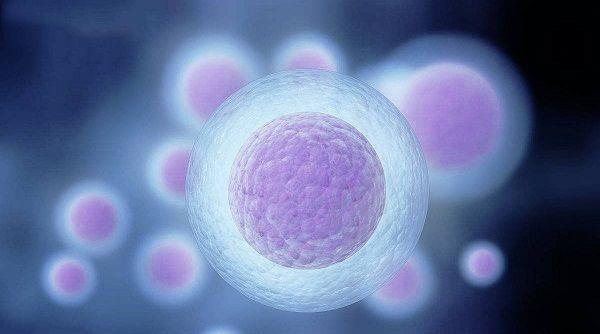 透明带影响胚胎着床