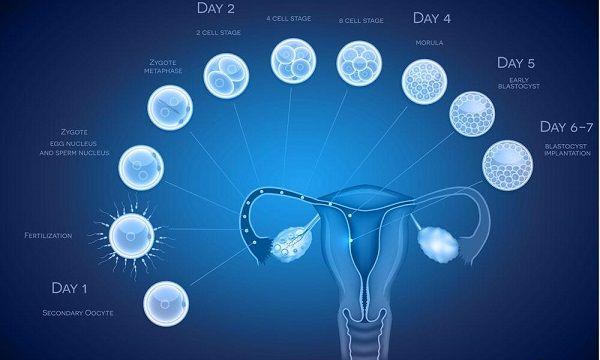 胚胎移植发育图