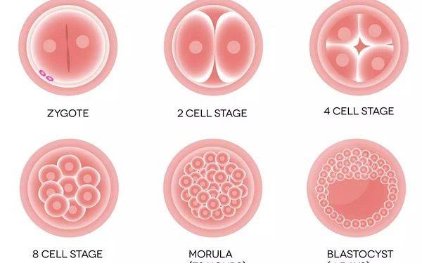 囊胚发育过程
