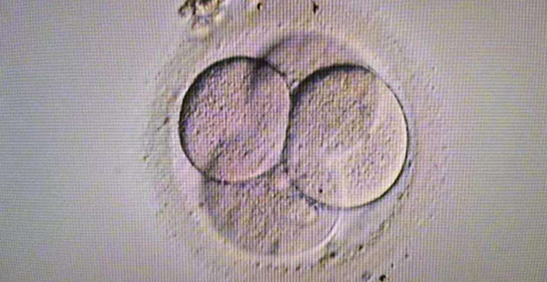 取卵后胚胎移植条件