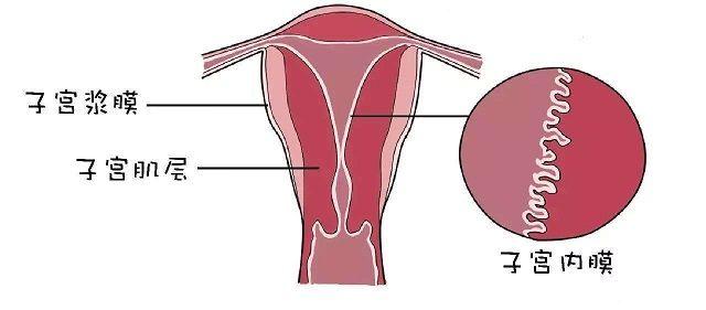 正常排卵期的子宫内膜厚度再8-12mm