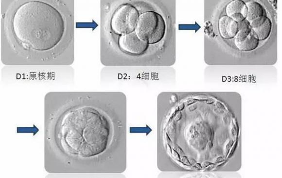 胚胎发育的过程