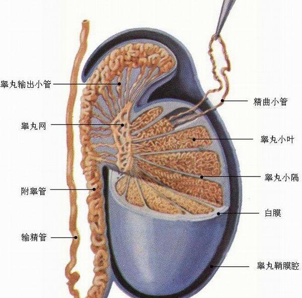 睾丸结构示意图