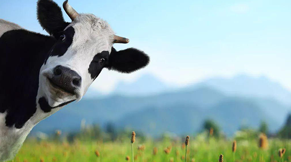 一头奶牛在看镜头