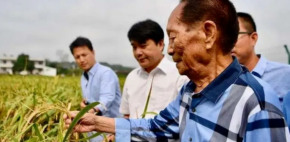 早起下田的袁隆平