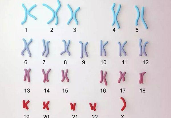 x染色体缺失会导致特纳氏综合症