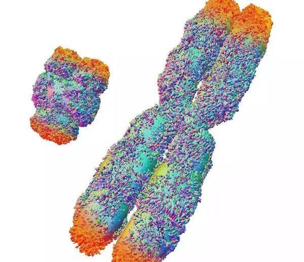 x染色体结构