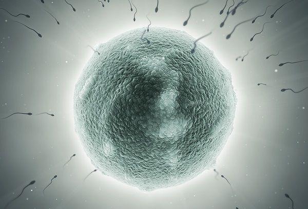 染色体异常也可产生正常卵子