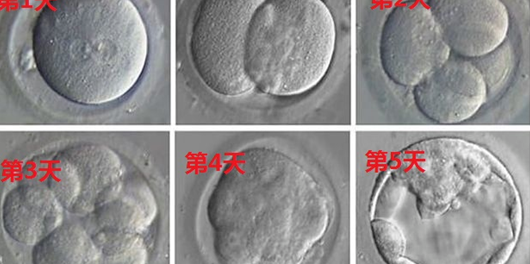 胚胎发育过程图