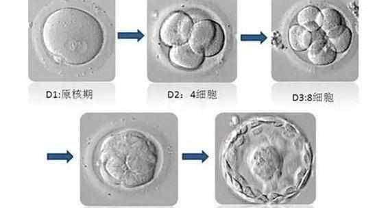 鲜胚移植第二天胚胎在干嘛