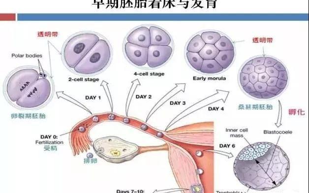 胚胎发育进程图解