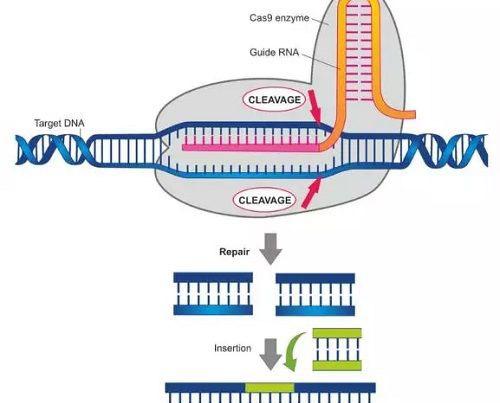 CRISPR/Cas9 技术