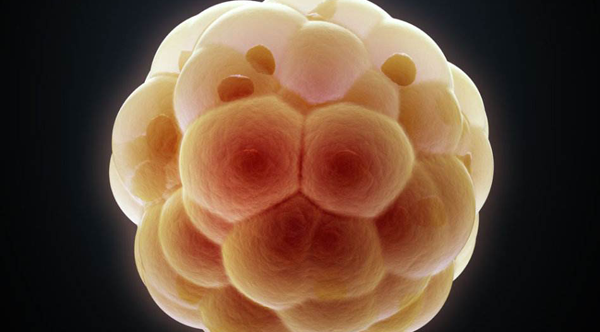 染色体异常会导致胎停育