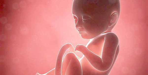 为什么会胎儿停育