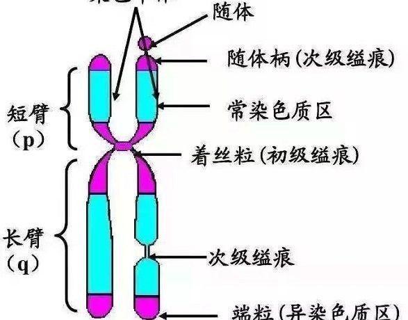 染色体结构示意