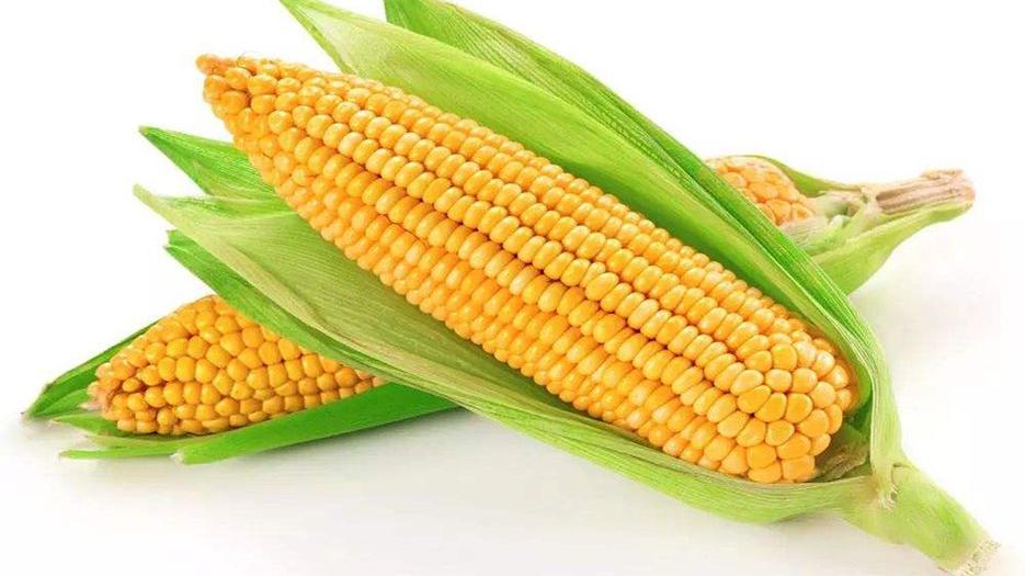 玉米..jpg