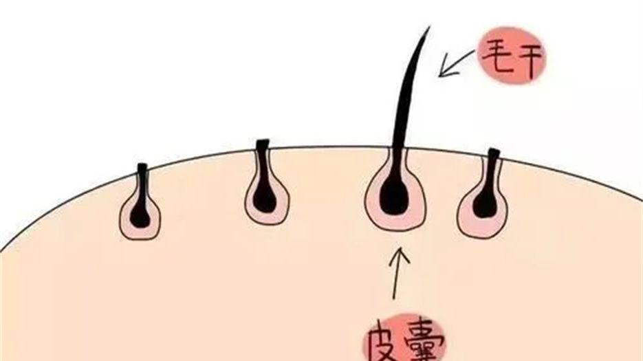 毛囊炎.jpg