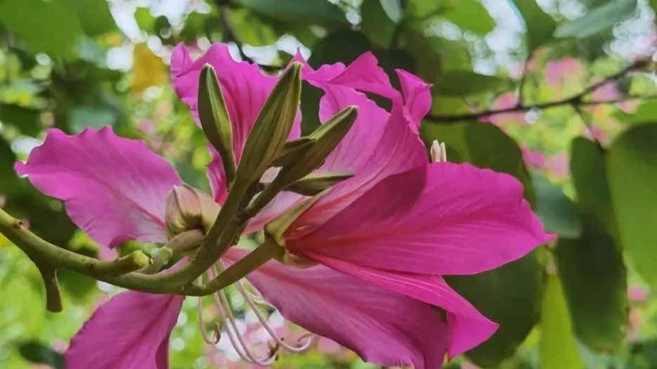 紫荆花.webp.jpg