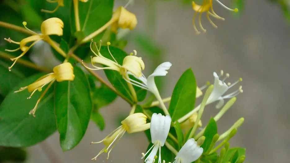 金银花.webp (1).jpg
