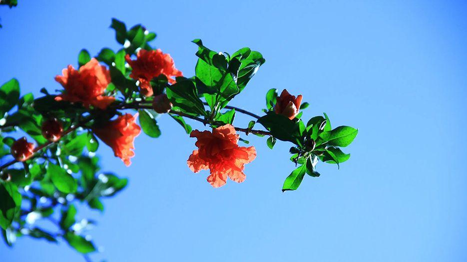 石榴花.webp.jpg