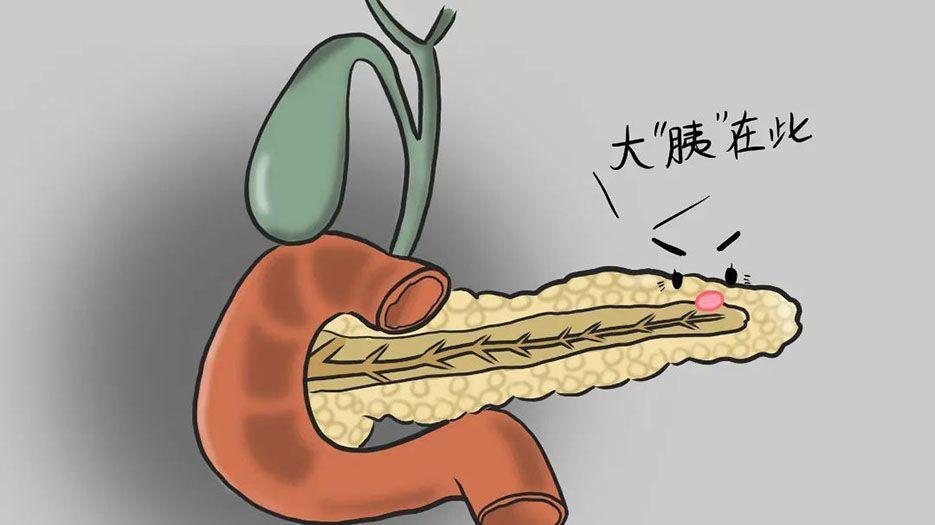 胰腺.jpg