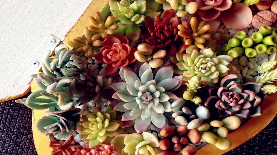 室内种什么盆栽植物最好？室内最好盆栽植物排名分享.jpg