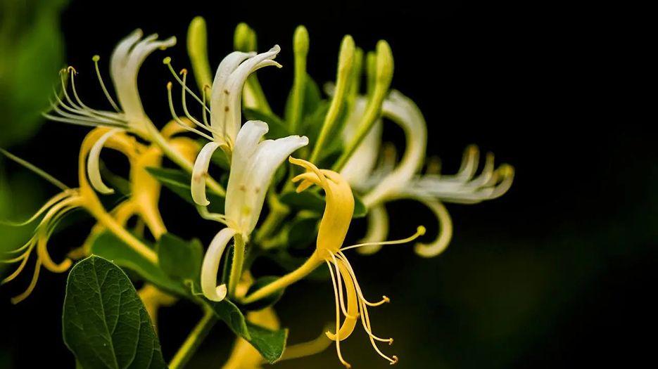 金银花.webp (2).jpg