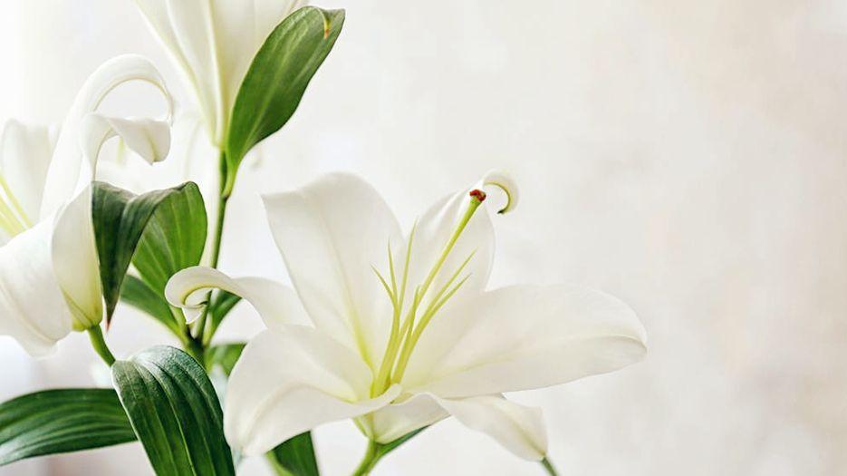 百合花有什么功效百合花的功效与作用分享.jpg