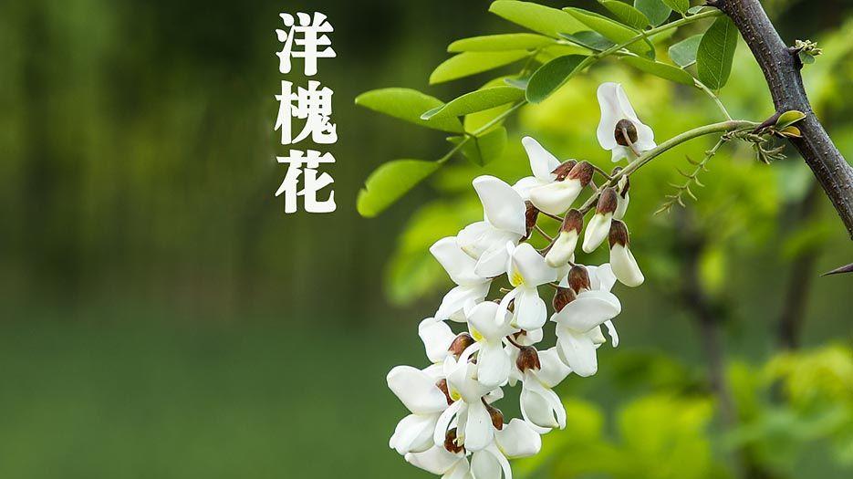 洋槐花.jpg