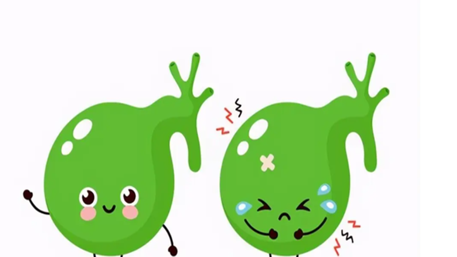 胆囊.png