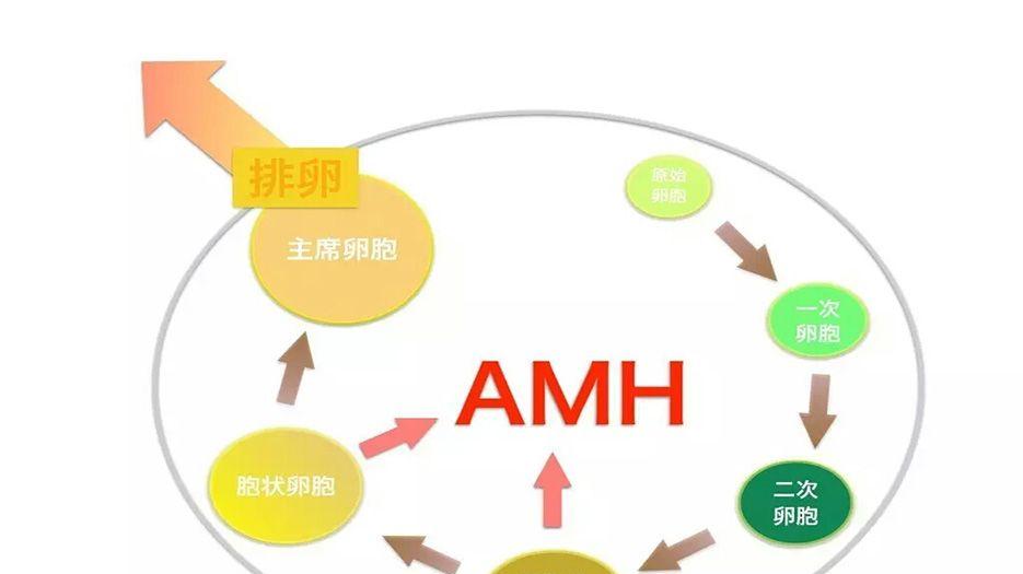 amh的产生.jpg